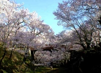 高遠城跡公園（高遠の桜）　写真